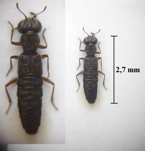 Stenus sp.